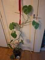 Monstera met wit, Huis en Inrichting, Kamerplanten, Ophalen, Halfschaduw, Minder dan 100 cm