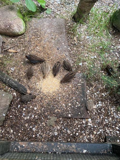 Natuurbroed chinese dwergkwartels, Dieren en Toebehoren, Pluimvee, Overige soorten, Meerdere dieren