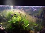 Endler mix  snakeskin guppen man +-150, Dieren en Toebehoren, Vissen | Aquariumvissen, Vis