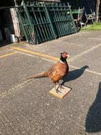 Mooie opgezette fazant taxidermie, Verzamelen, Dierenverzamelingen, Ophalen, Vogel, Opgezet dier