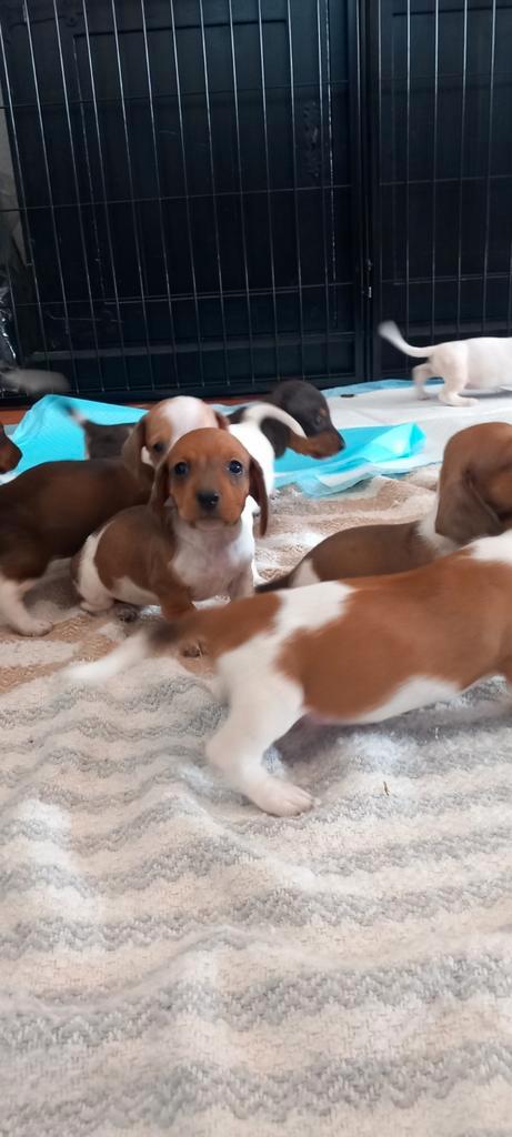 Teckels tekkel kleur gladhaar teckeltjes, Dieren en Toebehoren, Honden | Teckels en Dashonden, Meerdere dieren, Korthaar, Standaard