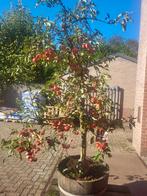 Zeer mooie oude fruitbomen in wijnvat, Ophalen of Verzenden