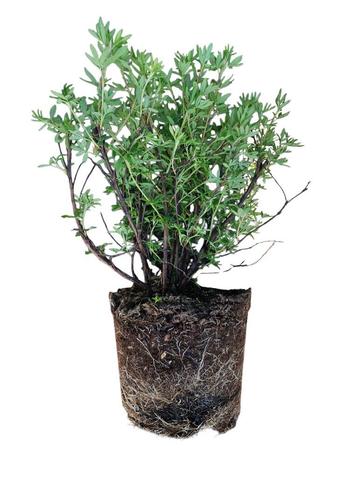 Ganzerik Geel (Potentilla fruc. Goldfinger) beschikbaar voor biedingen