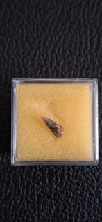 Fossiele Hemipristis Serra haaientand - Calvert, USA, Ophalen of Verzenden, Fossiel