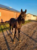 Bloedmooi hengstveulen van One Million, Dieren en Toebehoren, Paarden, Minder dan 160 cm, Gechipt, Niet van toepassing, Dressuurpaard