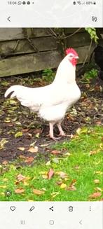 Grote Witte Haan, Dieren en Toebehoren, Mannelijk, Kip