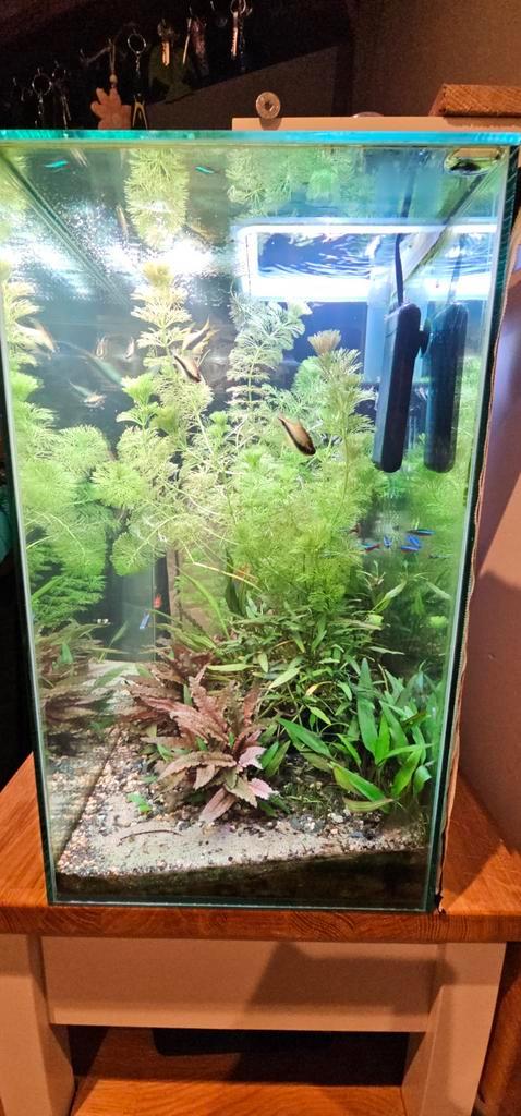 Amazone aquarium met hightech verlichting, Dieren en Toebehoren, Vissen | Aquaria en Toebehoren, Gebruikt, Gevuld zoetwateraquarium