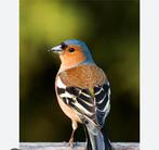 Europese vink koppel, Dieren en Toebehoren, Vogels | Kanaries, Meerdere dieren