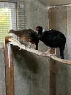 Koppel Swinhoes fazanten, Meerdere dieren, Overige soorten