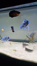 Frontosa's, Vis