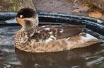 Span bonte hottentot taling, Dieren en Toebehoren, Pluimvee, Meerdere dieren, Eend