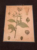 Botanische schoolplaat, Antiek en Kunst, Antiek | Schoolplaten, Ophalen, Natuur en Biologie
