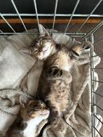 Kittens