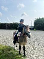Allerliefste welsha pony, Dieren en Toebehoren, Pony's, Merrie, Ontwormd