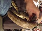 Slangen en varanen, Overige soorten, Met terrarium, 3 tot 6 jaar