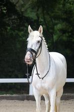 Leuke spaanse appaloosa D merrie van 8 jaar oud, Dieren en Toebehoren, Pony's, Dressuurpony, L, 7 tot 10 jaar, D pony (1.37m tot 1.48m)
