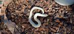 Hognose Superconda het toxic, Dieren en Toebehoren, Reptielen en Amfibieën, Slang, Tam, 0 tot 2 jaar