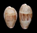 Schelpen: Cypraea walkeri  24,3-28mm (F+++) Set van 2, Ophalen of Verzenden, Schelp(en)