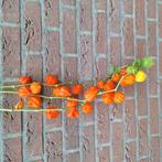 Gedroogd, physalis, Eenjarig, Halfschaduw, Zomer, Ophalen