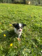 Cavalier King Charles  X Mini Pomsky, Dieren en Toebehoren, Honden | Retrievers, Spaniëls en Waterhonden, Meerdere, Meerdere dieren
