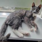 Britse korthaar/ ? Kater 5 maanden, Dieren en Toebehoren, Katten en Kittens | Overige Katten, Kater, Kortharig, 0 tot 2 jaar