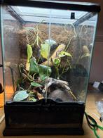 Mooie bioactiefe exo terra terrarium, Ophalen, Zo goed als nieuw