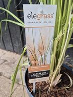 Pampasgras met roze pluimen, Volle zon, Vaste plant, Siergrassen, Ophalen of Verzenden