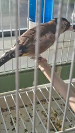 Parva putter, Dieren en Toebehoren, Vogels | Overige Vogels, Vrouwelijk, Wildzangvogel, Geringd