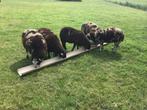 Bonte dekrammen, Dieren en Toebehoren, Schapen, Geiten en Varkens, Mannelijk, Schaap