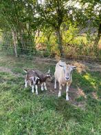 Ongehoornde Toggenburger geit met gehoornd geitenlam, Dieren en Toebehoren, Vrouwelijk, Geit