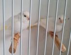 Een koppel witte  kanaries, Dieren en Toebehoren, Vogels | Kanaries, Meerdere dieren, Kleurkanarie