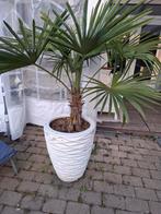 Palmboom winterhard, Ophalen, Volle zon, Palmboom, 100 tot 250 cm