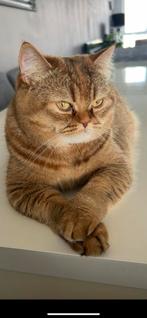 Britsekorthaar licht bruin(Rood)