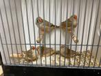 Zebravinken, Dieren en Toebehoren, Vogels | Overige Vogels, Meerdere dieren, Tropenvogel, Geringd