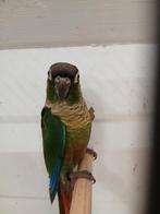 1 x pyrrhura (wild/kweek)pop, Dieren en Toebehoren, Vrouwelijk, Parkiet, Tam