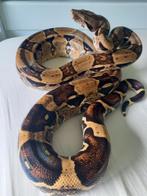 Boa constrictor imperator "het albino hypo" vrouw, Slang, 0 tot 2 jaar