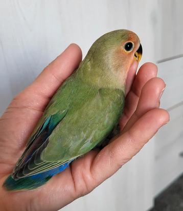 Jonge agapornis roseicollis man beschikbaar voor biedingen