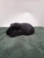 Zwart gladhaar beertjes, Dieren en Toebehoren, Knaagdieren, Cavia, Mannelijk, December, Tam