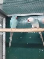 Halsband parkieten opaline x bleekstaart, Dieren en Toebehoren, Meerdere dieren, Parkiet, Geringd