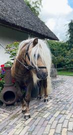 Prachtige 4 jarige mini hengst (78 cm) palomino kleur!, Dieren en Toebehoren, Pony's, Hengst