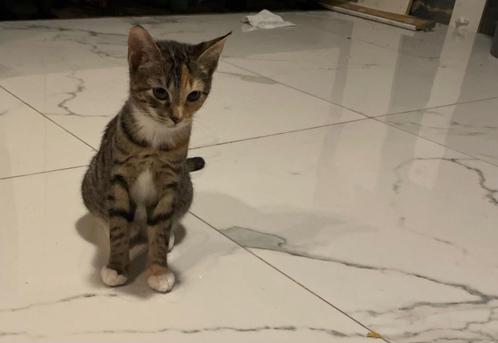 Poesje, Dieren en Toebehoren, Katten en Kittens | Raskatten | Korthaar, Poes, 0 tot 2 jaar, Ontwormd