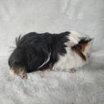 Super lieve jonge cavia zeugjes te koop, Dieren en Toebehoren, Juli, Vrouwelijk, Cavia