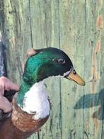 Kwakers met kuifje, Mannelijk, Eend