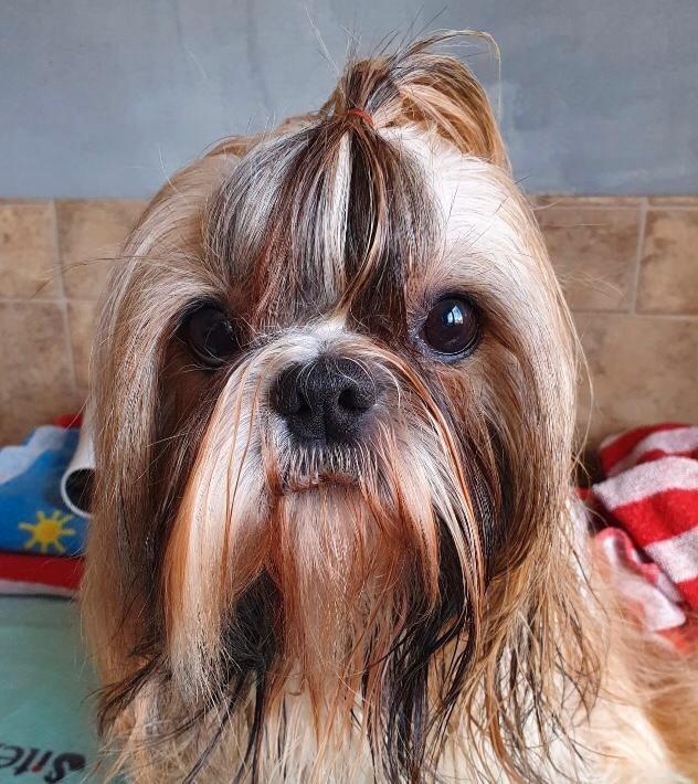 Shih Tzu Dekreu ( niet te koop), Dieren en Toebehoren, Honden | Dekreuen, Reu, Fokker | Hobbymatig, Meerdere, Nederland, 6 jaar of ouder