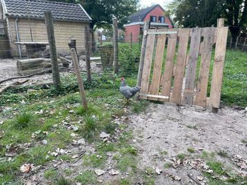 Mooie Amrock haan (kriel) beschikbaar voor biedingen