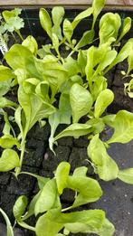 Andijvie planten moestuinplantjes, Tuin en Terras, Planten | Tuinplanten, Ophalen, Volle zon, Groenteplanten, Eenjarig