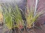 Siergrassen 5x in grote pot, Tuin en Terras, Planten | Tuinplanten, Ophalen of Verzenden, Siergrassen, Volle zon
