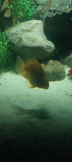 Papagaai chiclides, Dieren en Toebehoren, Vissen | Aquariumvissen, Vis