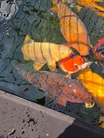 Chagoi koi, Karper of Koi