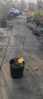 Cortinus coggygria 'young lady' groene pruikenboom, Tuin en Terras, Ophalen of Verzenden, Overige soorten, Struik, Minder dan 100 cm